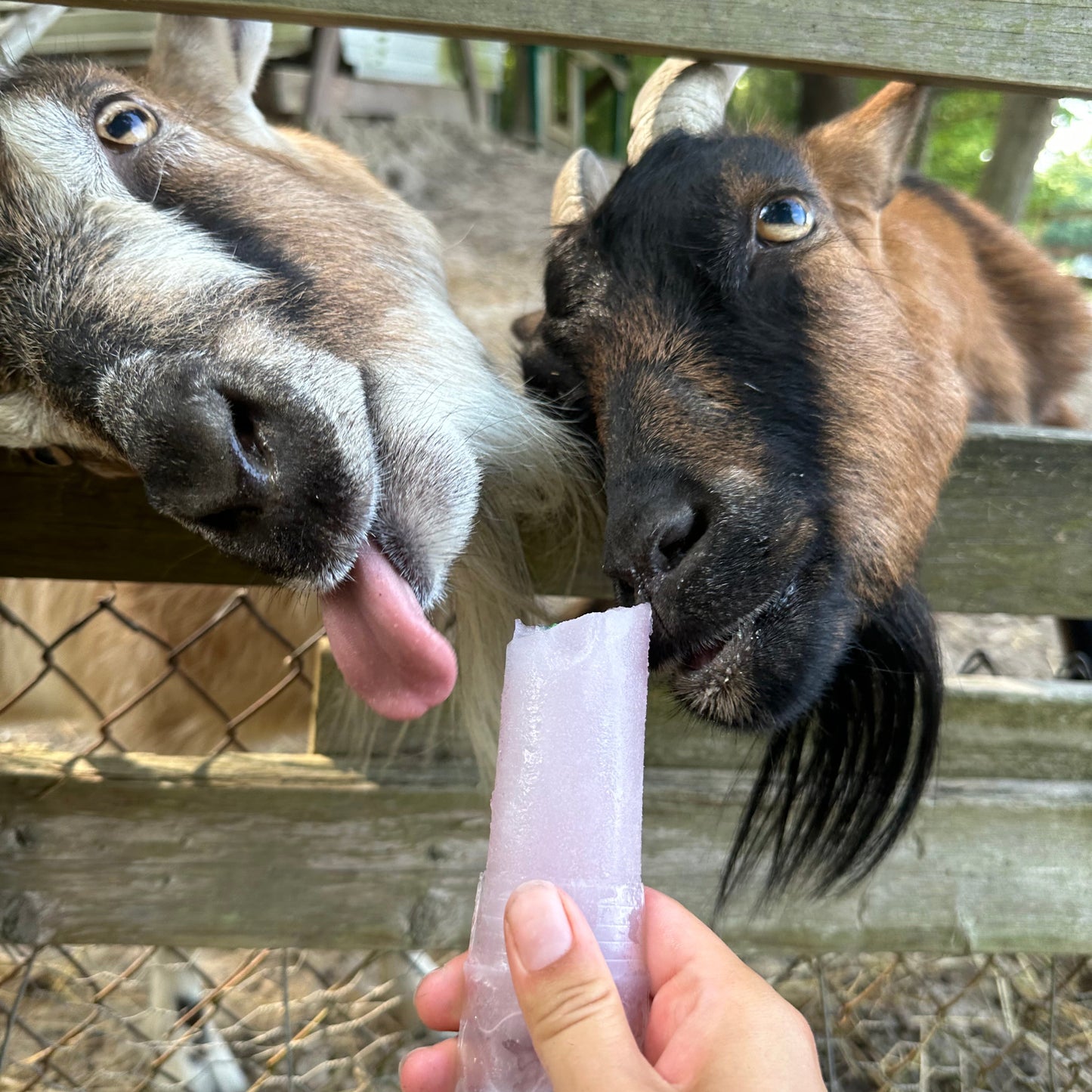 Happy Pops | Farm Animals Sampler 5-Pack