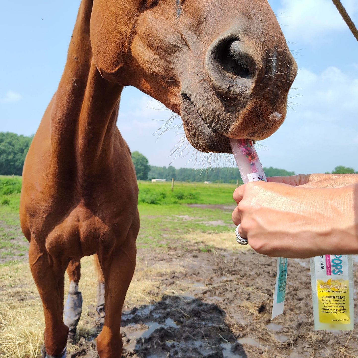 Happy Pops | Farm Animals Sampler 5-Pack