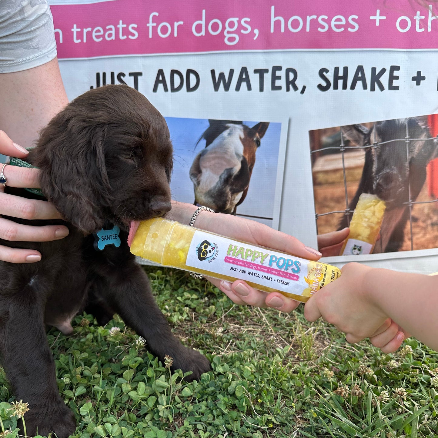 Happy Pops | Farm Animals & Dog Frozen Treat 5-Pack