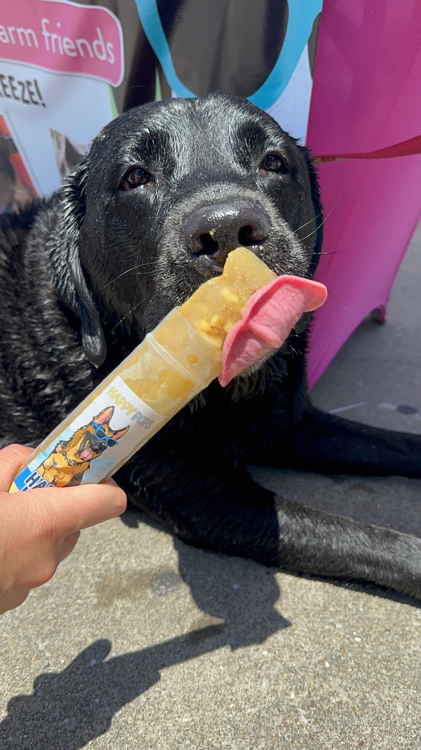 Happy Pops | Happy Hour Frozen Treat 5-Pack