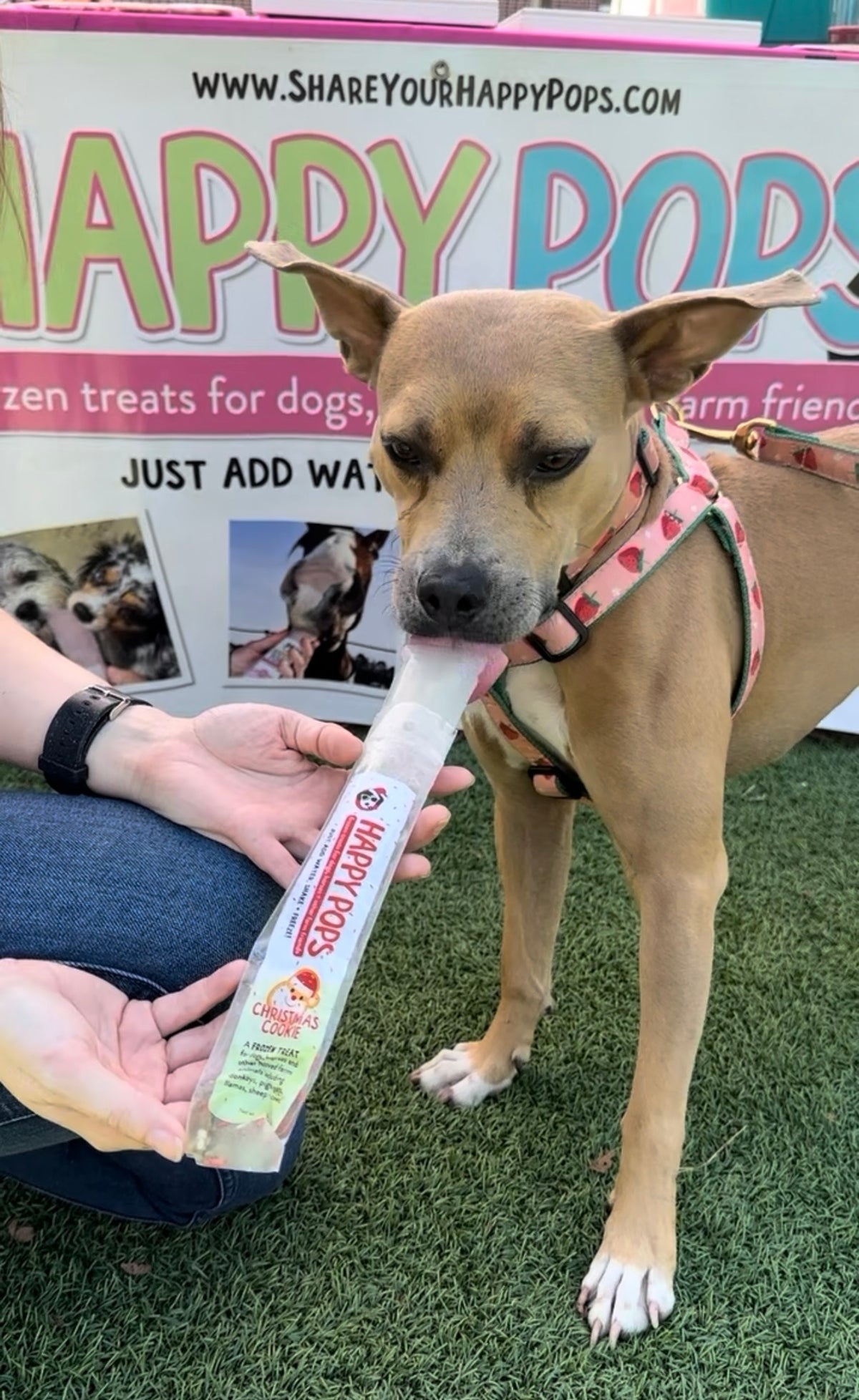 Happy Holidays | Pet Treat Sampler 5-Pack