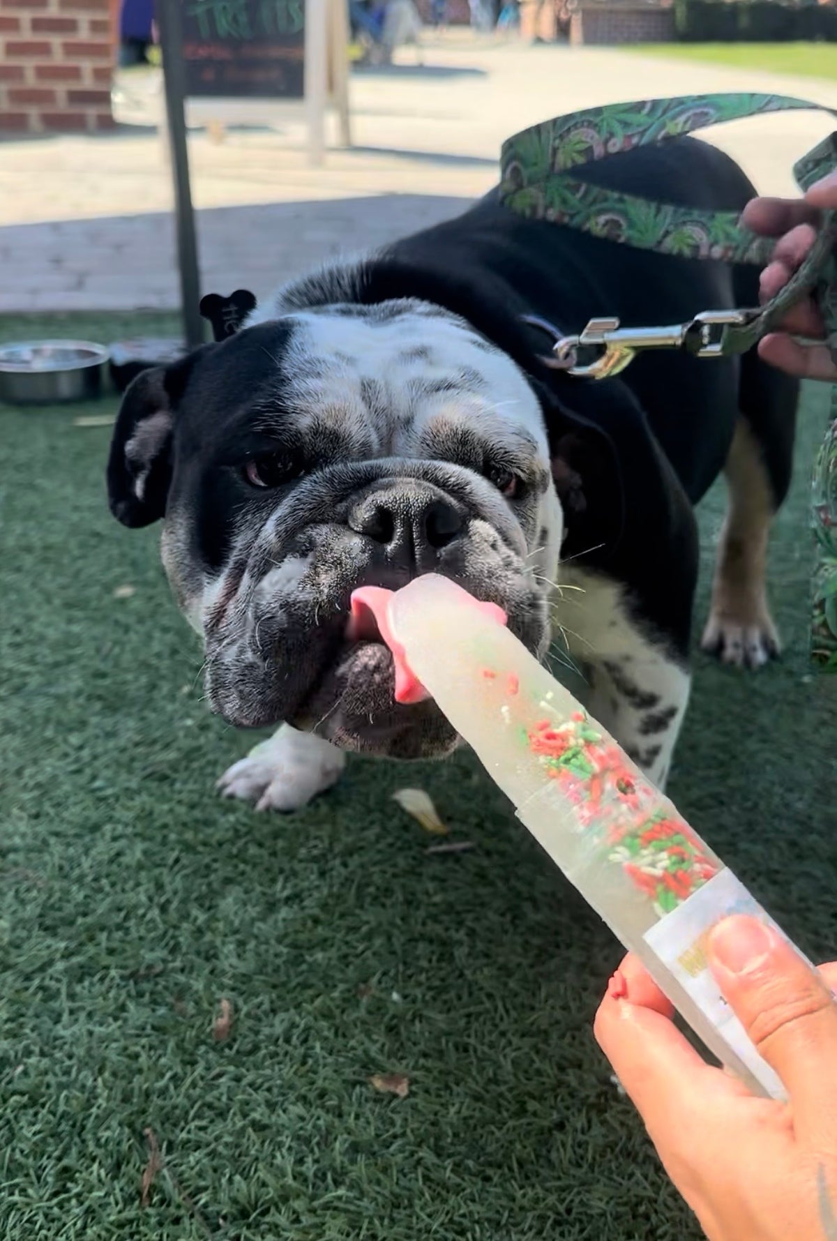 Happy Holidays | Pet Treat Sampler 5-Pack