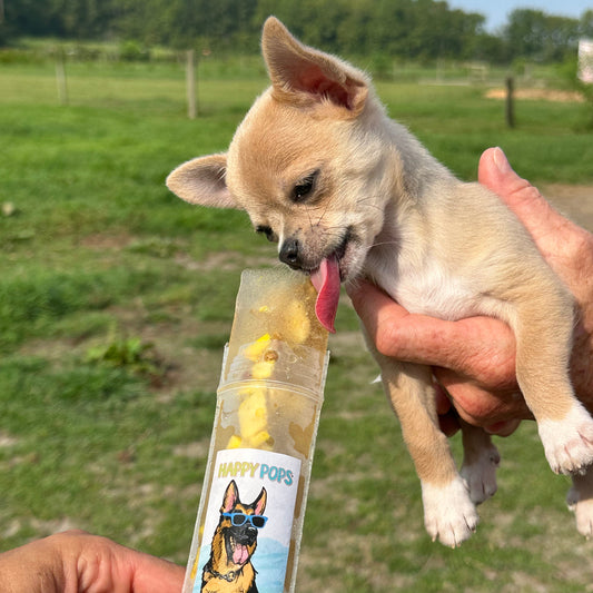 Happy Hour | 5-Pack of Dog Treats